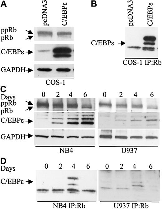 Figure 1. C/EBPϵ and Rb interact in vivo. (A) COS-1 cells were transfected either with an empty vector or a C/EBPϵ expression vector. Western blot analysis was done to detect Rb and C/EBPϵ expression. A GAPDH antibody was used as control for equal loading. (B) COS-1 cell lysates were immunoprecipitated with an Rb antibody and analyzed by immunoblotting with a C/EBPϵ antibody. (C) NB4 and U937 myeloid cells were treated with ATRA for 0, 2, 4, and 6 days and analyzed by Western blot for Rb and C/EBPϵ expression. The blots were stripped and rehybridized with a GAPDH antibody. (D) NB4 and U937 lysates were immunoprecipitated with a Rb antibody followed by Western analysis with a C/EBPϵ antibody.