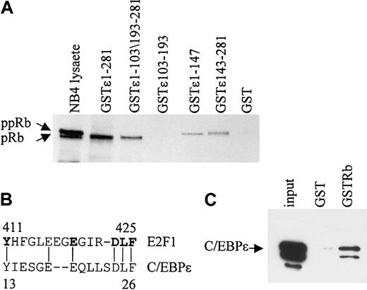 Figure 2. Two domains in C/EBPϵ interact with Rb. (A) NB4 lysates were incubated with either various GST-C/EBPϵ fusion proteins or GST alone as indicated in the figure. Bound Rb was detected by Western blot analysis. NB4 lysate (10% of the input) was used as control for Rb expression. (B) A deduced Rb binding sequence of C/EBPϵ is similar to that of E2F1. The amino acids critical for the E2F1-Rb binding are shown in bold. (C) In vitro–translated C/EBPϵ (input) was incubated with either GST or GST-Rb followed by Western blot analysis with C/EBPϵ antibody.