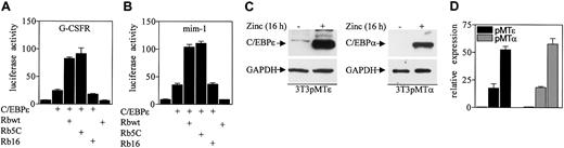 Figure 3. Rb enhances C/EBPϵ transactivation. (A) Soas-2 cells were cotransfected with a G-CSFR promoter reporter vector (pTK81G/G-CSFR, 1 μg) and one or more of 4 constructs (1 μg each) that express C/EBPϵ, wild-type Rb (Rbwt), a constitutively active mutant Rb (Rb5C), or an inactive mutant Rb (Rb16). (B) Soas-2 cells were cotransfected with a mim-1 promoter reporter vector (pGL3B/mim-1, 1 μg) and the various expression constructs as described for panel A. All transfections included the pRL-SV40 vector (0.2 μg) that served as internal control for transfection efficiency. Results represent the mean of triplicate transfections. The experiments were repeated 3 times. (C) NIH 3T3 cells stably transfected with either an inducible C/EBPϵ gene (pMTϵ) or C/EBPα gene (pMTα) were incubated either without (–) or with (+) zinc (16 hours) and analyzed by Western blot using antibodies to C/EBPϵ and C/EBPα. The blots were stripped and rehybridized with a GAPDH antibody. (D) The pMTϵ and pMTα cells were transiently transfected with either an empty vector (ev) or a Rb expression vector (Rb) and treated with zinc for 16 hours. cDNA from these cells was subjected to real-time RT-PCR with specific primers and probes for B9 and 18S. The results are expressed in arbitrary units as a ratio of either B9 transcripts/18S transcripts (each value represents the mean of 3 measurements of the sample).