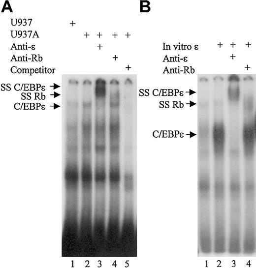 Figure 4. Rb is found in C/EBPϵ binding complexes in myeloid cells. (A) EMSA was performed using 10 μg of nuclear extract proteins from either untreated U937 cells (U937) or U937 cells treated with ATRA for 4 days (U937A). Extracts were incubated with 32P-labeled oligonucleotides containing the C/EBP site from the mim-1 promoter. C/EBPϵ antibody (anti-ϵ), Rb antibody (anti-Rb), and unlabeled competitor (competitor) were added to the reactions as indicated. (B) Nuclear extract proteins (10 μg) from COS-1 cells transfected with an Rb expression vector were incubated with the mim-1 probe. In vitro–translated C/EBPϵ protein, C/EBPϵ antibody (anti-ϵ), and Rb antibody (anti-Rb) were added to the reactions as indicated. SS C/EBPϵ indicates the complex supershifted by the C/EBPϵ and the Rb antibodies.