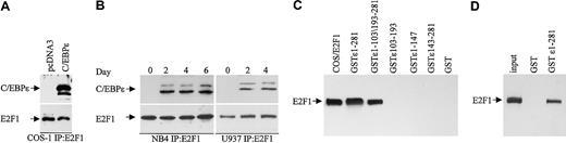 Figure 5. C/EBPϵ and E2F1 interact in vivo and in vitro. (A) COS-1 cells were transfected with either an empty vector or a C/EBPϵ expression vector. Lysates were immunoprecipitated with an E2F1 antibody and analyzed by immunoblotting with C/EBPϵ antibody. (B) Protein lysates from NB4 and U937 cells treated with ATRA as indicated were immunoprecipitated with an E2F1 antibody followed by Western blot with a C/EBPϵ antibody. The blots were stripped and rehybridized with an E2F1 antibody. (C) NB4 and U937 lysates were incubated with either various GST-C/EBPϵ fusion proteins or GST alone as indicated. Bound E2F1 was detected by Western blot analysis. Protein lysate from COS-1 cells transfected with an E2F1 expression vector was used as control for E2F1 expression. (D) In vitro–translated E2F1 (input) was incubated with either GST or GST-C/EBPϵ, followed by Western blot analysis with E2F1 antibody.