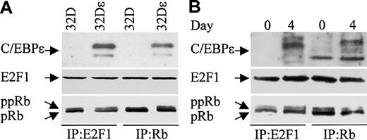 Figure 8. C/EBPϵ, Rb, and E2F1 can be found in complexes together in 32Dcl3 cells. (A) Protein lysates were made from 32Dcl3 parental cells (32D) and 32Dcl3 cells stably transfected with a constitutively expressed C/EBPϵ gene (32Dϵ). Lysates were immunoprecipitated with either E2F1 or Rb antibodies followed by Western analysis with a C/EBPϵ antibody. (B) Protein lysates from 32Dcl3 cells untreated (day 0) or treated with G-CSF (day 4) were immunoprecipitated with either E2F1 or Rb antibodies followed by Western analysis with a C/EBPϵ antibody. The blots (A, B) were stripped and rehybridized with E2F1 and Rb antibodies.