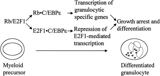 Figure 9. Model for C/EBPϵ-induced terminal granulocytic differentiation.