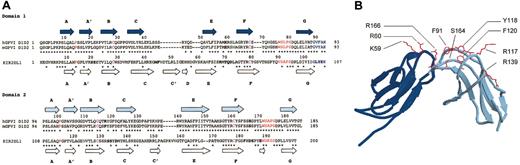 Figure 1. Predicted secondary structure of Ig-like domains of GPVI, compared with a KIR. (A) Alignment of hD1D2 and mD1D2 to KIR2DL1 (pdb code 1NKR42). Residue numbers are shown above each sequence, either hD1D2 (identical to mD1D2) or KIR2DL1. Identity between sequences is indicated by a star, either below mD1D2 (conserved in human and murine D1D2) or below KIR2DL1 (identity with those conserved residues in D1D2). Predicted β-strands of D1D2 are shown as arrows above hD1D2 (dark blue for D1, light blue for D2). Actual β-strands in 1NKR are shown as white arrows below KIR2DL1. Gaps produced in D1D2 by alignment to KIR2DL1, or the converse, are indicated by hyphens. Cysteines are shown in purple, conserved structural motifs in red, the interdomain linker in blue, and potential N-glycosylation sites in green. Bold type in D1D2 indicates the sites of human-to-murine substitutions. Bold type in KIR2DL1 indicates the sites of interaction with HLA-peptide complex.21 (B) Ribbon diagram of hD1D2 model showing the relative positions of residues in hD1D2 that were mutated.
