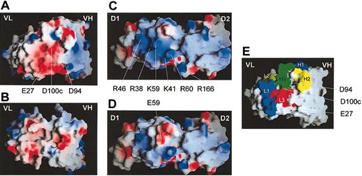 Figure 9. Modelling of scFvs, hD1D2, and hD1D2-59E. (A) The antigen-binding site of scFv 10B12. (B) The antigen-binding site of scFv 1C3; VH, variable domain of the heavy chain, VL domain, variable domain of the light chain. (C) The apical surface of hD1D2. (D) The apical surface of hD1D2-59E. (E) The antigen binding loops H1-3 and L1-3 (according to Chothia et al45) of scFv 10B12. Residues pertinent to the discussion are labeled. Numbering of residues in scFv 10B12 are according to Kabat et al.46 Images were produced using the GRASP program39 and are colored for surface charge (red = negative, blue = positive) as described in the text.