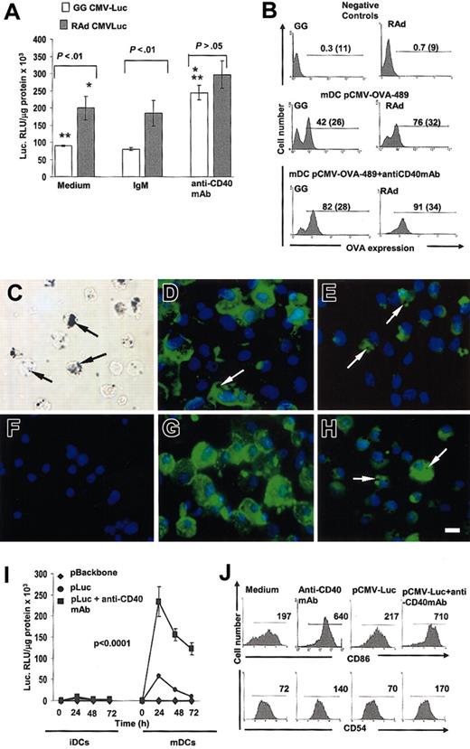Figure 3. Signaling DCs through CD40 increases transgene expression to protein levels similar to those induced by rAd-Luc. (A) Transgene expression in mature DCs, gene gun–transfected with pCMV-Luc or infected with rAd-CMV-Luc and cultured in the presence or in the absence of the agonist anti-CD40 mAb. Mature DCs infected with rAd expressed significantly higher levels of luciferase compared with mature DCs transfected with gene gun (P < .01). The enhancing effect of CD40 signaling was observed in mature DCs transfected with gene gun or rAd by the induction of similar levels of luciferase expression (P > .05). Controls included mature DC transfected and incubated in the presence of hamster antimouse IgM. (B) The efficiency of transfection after CD40 ligation was determined by the expression of cytoplasmic OVA in mature DC gene gun–transfected with pCMV-OVA-489 or infected with rAd-OVA-489. Numbers in graphs are percentages and MFI of OVA+ cells (parentheses). Negative controls included mature DCs transfected with pCMV-LacZ or infected with rAd LacZ and cultured with agonist anti-CD40 mAb and immunostained as DCs transfected with OVA-489. (C) Mature DCs transfected with gene gun showed numerous gold particles in the cytoplasm (arrows). (D-E) Expression of transmembrane OVA (D) or cytoplasmic EGFP (E) by mature DCs 24 hours after gene gun transfection. (F) As negative controls, mature DCs were transfected with pCMV-LacZ and labeled with anti-OVA mAb. (G-H) Enhanced expression of transmembrane OVA (G) or cytoplasmic EGFP (H) by mature DCs 24 hours after gene gun transfection plus agonist anti-CD40 mAb. Transgene expression is observed in DCs with gold particles in the cytoplasm (arrows). (C) Phase-contrast microscopy. (D-H) Fluorescence microscopy. Original magnification × 400. Bar = 10 μm. (I-J) Effect of CD40 signaling of mature DCs on gene expression is maintained for 72 hours and is attributed to the terminal differentiation of mature DCs. (I) Time-point curve showing that the high transgene expression observed in mature DCs transfected with gene gun and signaled through CD40 was sustained up to 72 hours. (J) DC terminal differentiation by CD40 signaling was assessed by the increase in the level of expression of the activation markers CD86 and CD54 in mature DCs, indicated by the significant increase of the MFI (numbers in graphs).