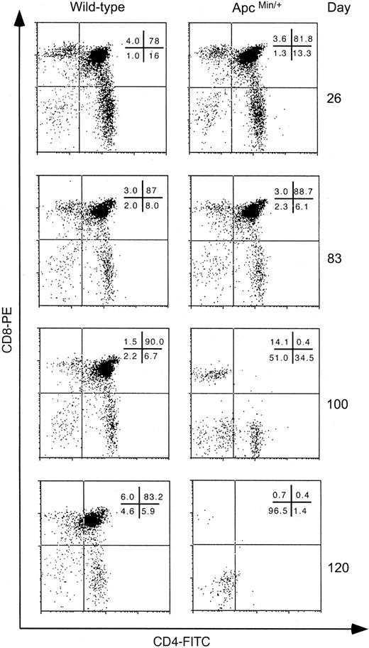 Figure 2. Depletion of the DP T-cell population in thymi of ApcMin/+ mice. Flow cytometry results for anti-CD4+/CD8+ staining of thymocytes from the different stated ages for wt and ApcMin/+ mice are shown. Expression of surface markers on cells was detected using an Epics XL/MCL flow cytometer and analyzed using the WinMDIv2.7 program (Scripps Research Institute, La Jolla, CA). Forward scatter/side scatter (FCS/SSC) gating was used to exclude debris and doublets and dead cells were gated out on the basis of PI positivity measured on the FL-3 channel. The percentages of cells in each gate are shown in each panel. Each panel is representative of data from at least 3 different animals.