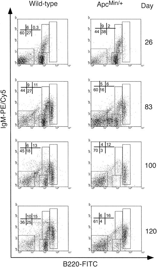 Figure 3. B-cell depletion in the BM of ApcMin/+ mice. To identify B-cell maturation stages, cells were double-stained with monoclonal antibodies anti-B220 and anti-IgM. For analysis, a lymphoid FCS/SSC gate was set up to exclude other cell lineages and the B-cell maturation stages were identified as pro- and pre-B cells with a B220+/IgM- phenotype, immature B cells with a B220++/IgM+ phenotype, and mature B cells with a B220+++/IgM+ phenotype. The proportions of cells present in each subpopulation are given as a percentage of the total B220-positive population. Results are representative of at least 3 different animals per group.