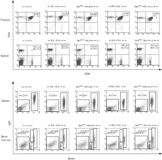 Figure 5. Flow cytometric analysis of lymphocyte populations in wt mice that received ApcMin/+ BM. Analysis of animals that received BM from 63- (63d) or 100-day-old (100d) male donors at 337 days after transplantation. Cells from thymus and spleen were stained with anti-CD4 and anti-CD8 antibodies (top) and from spleen and thymus with anti-B220 and anti-IgM antibodies (bottom). Only cells in the lymphocyte gate were analyzed. The percentages of cells in each gate are shown in each panel. Results are representative of at least 3 different animals per group.