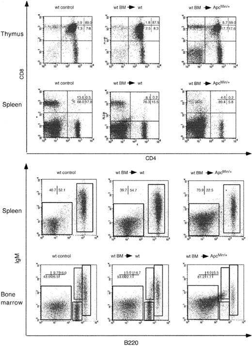 Figure 6. Flow cytometric analysis of lymphocyte populations in ApcMin/+ mice that received wt BM. Analysis of animals that received BM from 49-day-old male donors at 142 days after transplantation. Cells from thymi and spleen were stained with anti-CD4 and anti-CD8 antibodies (top) and from spleen and thymus with anti-B220 and anti-IgM antibodies. Only cells in the lymphocyte gate were analyzed. The percentages of cells in each gate are shown in each panel. Results are representative of 3 different animals per group.