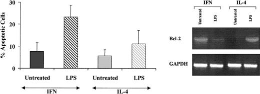 Figure 4. Monocyte-derived DCs generated in the presence of IFN-α express high levels of bcl-2 and undergo apoptosis after LPS-induced stimulation. Three-day CML-DCs were generated as described in the legend to Figure 2 and either left untreated or treated with LPS for 20 hours. Total RNA was then extracted from the different cell samples and assayed for the expression of bcl-2 by RT-PCR. At the same time point, apoptosis was assayed by terminal deoxynucleotidyl transferase-mediated nick end labeling (TUNEL). Values are the mean ± SE of the results of 5 experiments performed with cells from different patients. The differences between CML-LPS/IFN-DCs and CML-LPS/IL-4-DCs were statistically significant (P < .05).