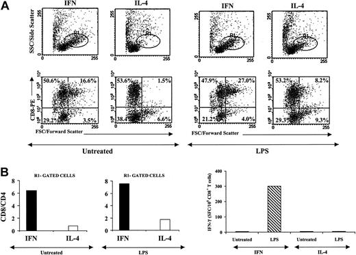 Figure 6. CML-IFN-DCs treated with LPS are capable of inducing expansion of CML-specific CD8+ T cells. (A-B) Autologous T cells were cocultured with DCs generated from monocytes from CML patients as previously indicated. After 6 days of culture, phenotypic analysis of the proliferating T lymphocytes was performed by means of flow cytometry using fluorochrome-labeled antibodies to CD8 and CD4 antigens. (A) The morphologic parameters and the staining for CD8+ T lymphocytes (the differentiated/activated lymphocyte population is gated as R1). (B) The CD8/CD4 ratio of lymphocytes as generated in the different culture conditions. (C) CD8+ and CD4+ T cells from CML patients were magnetically sorted and cocultured with autologous DCs (generated with either GM/IFN-α or with GM/IL-4 in the presence or absence of LPS as described). On days 7 and 14, the cells were harvested, cultured, and restimulated with DCs previously thawed and generated as described above. Recombinant human IL-2 (hIL-2) was added to the cultures on day 5 after the first stimulation and on day 3 after each restimulation. On day 21, the lymphocytes were stimulated with autologous CD34+ cells for an additional 24 hours, and then CD8+ T cells were magnetically sorted by positive immunoselection and tested in an ELISPOT assay for the production of IFN-γ. LPS-treated IFN-DCs did not induce any generation of IFN-γ production by the autologous T cells when CD34+ cells from HLA-matched healthy individuals were used for the final stimulation. Representative data obtained with cells from 1 patient out of 3 are shown.