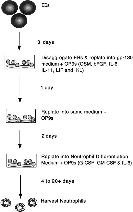 Figure 1. ES/OP9 coculture system for the in vitro production of neutrophils. An outline of the steps used to produce neutrophils from embryonic stem cells is shown.