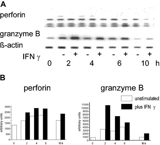 Figure 4. Effect of IFN-γ on granzyme B and perforin mRNA. (A) Highly purified PMNs (106) were incubated with IFN-γ (100 U/mL) for the times indicated; then, mRNA was extracted and RT-PCR was performed with primers specific for either perforin or granzyme B. β-actin was used as a housekeeping gene. (B) Semiquantitative analysis using the data derived from scanning corrected for the β-actin data (nonstimulated PMNs, □; IFN-stimulated PMN, ▪).