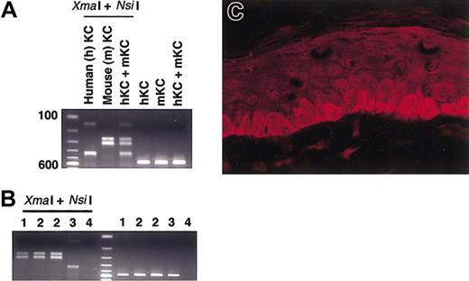 Figure 4. SCF expression in the mouse skin. (A) Control study for PCR and restriction enzymes. Templates from human DJM-1 and mouse Pam212 keratinocytes were amplified after PCR and then digested with XmaI and NsiI. Human SCF products were cut to 137 and 425 bp and mouse SCF products to 257 and 305 bp. KC indicates keratinocytes. (B) Human mast cell development in NOG mouse skin was predominantly supported by mouse SCF. Expected 562-bp bands were observed after PCR reaction. The digestion patterns with XmaI and NsiI suggested the main source of SCF in the skin was mouse-derived SCF even after the xenotransplantation. 1 indicates NOG mouse not receiving transplant; 2, NOG mouse 12 weeks after xenotransplantation; 3, in vitro–derived cultured human mast cells from cord blood; and 4, negative control. The findings were similar when cDNA template from NOG mouse skin was used 8 weeks and 20 weeks after the transplantation. (C) Mouse SCF protein distribution in the NOG mouse skin. SCF localized in a physiologically cytoplasmic pattern in the epidermis. Magnification × 400.