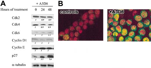 Figure 2. Effects of CD44 ligation on the expression of cell cycle regulatory molecules in NB4 cells. (A) NB4 cells were cultured with A3D8 as described in “Materials and methods.” After western blotting with specific Abs, the protein levels of Cdk2, Cdk4, and Cdk6; cyclins D1 and E; CKI p27 were evaluated by densitometric scanning, corrected with respect to α-tubulin expression, and expressed relative to the value obtained at time 0 (arbitrarily 1). These relative protein level values are shown in italics below the lanes. Results represent 1 representative experiment of 3. (B) Confocal microscopic analysis of p27 localization in A3D8-treated and control (IgG1-treated) NB4 cells: Cells were permeabilized and successively incubated with a polyclonal rabbit anti-p27 Ab and a goat antirabbit Ab conjugated with Alexa-488 dye (green color). The nucleus was stained with propidium iodide (red color). The yellow color (in A3D8-treated cells) results from the superposition of green and red staining and reveals the nuclear localization of p27. Results represent 1 representative experiment of 2.