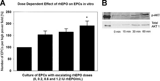 Figure 5. Effect of rhEPO on EPCs in vitro. (A) Quantitative assessment of cultured endothelial progenitor cells (EPCs) of 2 healthy subjects with supplementation of rhEPO in the cell culture medium. With supplementation of 1.2 IU rhEPO/mL to the medium, we observed a significant, approximately 2-fold increase in the total number of EPCs (*P < .05 versus baseline). (B) Representative Western immunoblots of Akt phosphorylation are shown as time-dependent changes in Akt phosphorylation at Ser473 after exposure of EPCs to rhEPO (1.2 IU/mL).