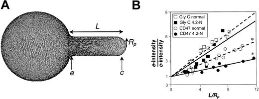 Figure 2. FIMD analysis compares the fluorescence intensity at the entrance of a micropipette with the intensity at the cap. (A) Simulation of an aspirated RBC reference clearly shows the spectrin-actin network to be compressed at the entrance, e, and dilated at the cap, c. Membrane proteins associated with the spectrin-actin cytoskeleton such as glycophorin C show fluorescence profiles reflecting these network gradients. (B) Glycophorin C shows only a slight change in projection gradient or fitted slope for normal versus 4.2-Nippon (4.2-N) cells; asterisks indicate statistically different slopes. In contrast, CD47 on 4.2-deficient cells shows a significant and clear reduction in connectivity from the normal.