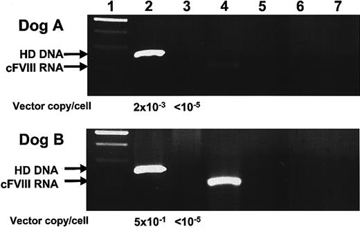 Figure 5. Hepatic DNA and RNA analysis of dogs A and B. Liver biopsies were taken from dogs A and B on days 420 and 210, respectively. DNA and RNA were isolated. One microgram of DNA was subject to PCR amplification for detection of HD and helper-virus genomes. RNA was reverse transcribed using a cFVIII-specific primer with a unique 25 nucleotide tag. Subsequent RS-PCR amplification enabled discriminate amplification of tagged cFVIII cDNA molecules. (1) 100-bp ladder, (2) HD PCR, (3) helper-virus PCR, (4) cFVIII RS-PCR, (5) HD PCR–negative control, (6) helper-virus PCR-negative control, and (7) cFVIII-PCR–negative control. Vector copies/cell was determined by Sybr green incorporation quantitative PCR. One-tenth microgram of liver-derived DNA was amplified, and the value 1 μg DNA = 105 liver cells28 was used to calculate the value for vector copies/cell shown here.