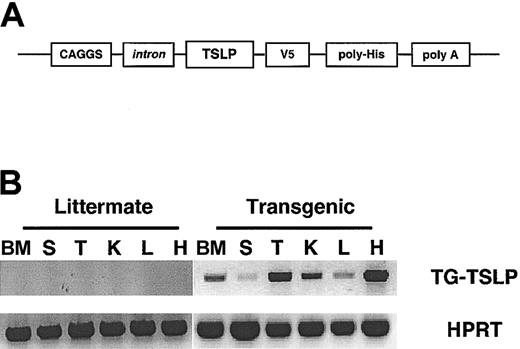 Figure 1. Generation of TSLP transgenic mice and expression of transgene specific mRNA. (A) Schematic representation of the TSLP transgene construct containing the composite promoter CAGGS,24 murine TSLP cDNA (TSLP), 2 epitope tags: V5 and polyhistidine (poly-His), and the rabbit β-globin polyadenylation signal (poly A). (B) RT-PCR analysis of TSLP transgene mRNA expression in bone marrow (BM), spleen (S), thymus (T), kidney (K), liver (L), and heart (H) was examined. TG indicates transgenic; HPRT, hypoxanthine phosphoribosyl-transferase.