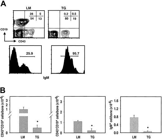 Figure 3. B lymphopoiesis in TSLP transgenic mice is arrested at an early stage of development. (A) The top row shows a comparison of the percentages of progenitor (CD19+CD43+IgM–) and precursor (CD19+CD43–IgM–) B-cell subsets in the marrow of transgenic (TG) mice and their littermates (LM) killed at 7 weeks of age. The plots were generated by gating on viable IgM– cells in the lymphocyte light-scatter region. The percentages for each subset are shown. The bottom row shows a comparison of percentages of IgM-bearing lymphocytes in the marrow of TG and LM mice. The histogram represents the events from the total CD19+ lymphocyte population. Analysis of 5 additional TG and 6 additional LM mice yielded similar results to those depicted. (B) Total numbers of B-lineage cells from TG and LM bone marrow. *TG mice have significantly fewer (P ≤ .002) pro-B (left; the y-axis break is 40 000-100 000), pre-B (center), and B lymphocytes (right) compared with the LM controls. The results are presented as the average number of B-lineage cells ± SEM (n = 6 and n = 7 for TG and LM mice, respectively).