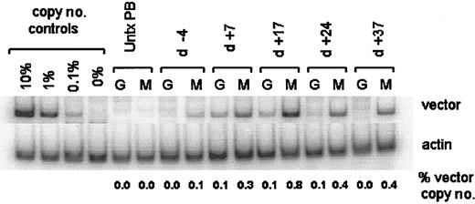Figure 6. DNA vector copy analysis of PB samples from animal RQ2788. Vector copy number by PCR was performed on granulocyte and mononuclear fractions from animal RQ2788 at varying time points before and after selection. This figure is labeled the same as Figure 5B.