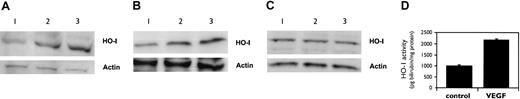 Figure 1. Expression and activity of HO-1 induced by VEGF in human ECs. Lysates were prepared from HMECs and HUVECs treated with VEGF (25 ng/mL) or aFGF (100 ng/mL) for up to 48 hours and proteins were separated by SDS-PAGE and transblotted on to nitrocellulose membranes. Immunoblots were probed with a polyclonal Ab against HO-1 and mAb C-2 against actin as a loading control. (A) HMECs and (B) HUVECs. Lane 1, unstimulated ECs; 2, VEGF 24 hours; 3, VEGF 48 hours. (C) HMECs. Lane 1, unstimulated ECs; 2, aFGF 24 hours; 3, aFGF 48 hours. (D) Heme oxygenase activity was measured in lysates of HMECs cultured in the presence or absence of VEGF (25 ng/mL) for 24 hours. Data presented as mean ± SEM.