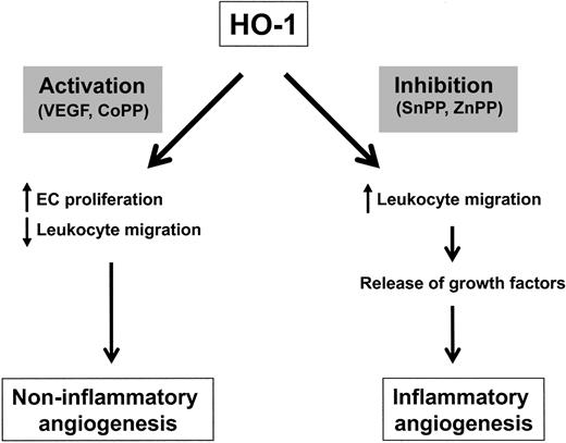 Figure 7. Proposed mechanism for the actions of HO-1 in vivo. HO-1 activation by VEGF favors endothelial cell proliferation while inhibiting leukocyte migration and activity, thus resulting in a predominantly noninflammatory angiogenesis. However, when HO-1 is inhibited, there is increased leukocyte migration with subsequent local release of growth factors and induction of inflammatory angiogenesis.