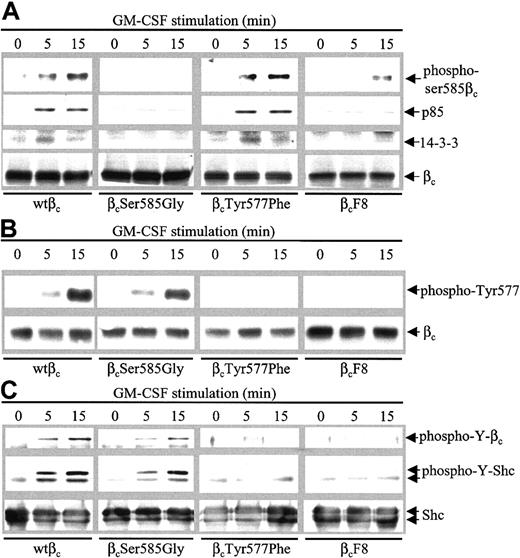 Figure 2. Ser585 of βc selectively couples to 14-3-3 and p85. CTL-EN cells expressing either the wtβc or the indicated βc mutants were factor deprived for 12 hours in RPMI containing 0.5% FCS, after which the cells (2 × 107 cells/stimulation) were stimulated with 50 ng/mL GM-CSF for 0, 5, and 15 minutes. Following stimulation, cells were lysed and cleared lysates were subjected to immunoprecipitation with either anti-βc antibodies (A-B) or anti-Shc antibodies (C). Immunoprecipitates were then subjected to SDS-PAGE and immunoblotted with anti–phosphoserine-585, anti-p85, anti–14-3-3 (EB1), anti-βc (1C1), anti–phospho-Tyr577, anti–phosphotyrosine (4G10), or anti-Shc.
