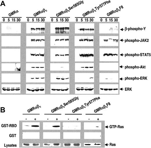 Figure 3. Ser585-mediated but not Tyr577-mediated signaling selectively affects Akt activation. (A) CTL-EN cells expressing either GMRα alone, the wt GM-CSF receptor (GMRαβc), or the indicated βc mutants were factor deprived for 12 hours in RPMI containing 0.5% FCS, after which the cells were stimulated with 50 ng/mL GM-CSF for 0, 5, 15, and 30 minutes. Following stimulation, cells were lysed and cleared lysates were subjected to SDS-PAGE and immunoblotted sequentially using anti–phospho-tyrosine antibodies (4G10), anti–phospho-JAK2, anti–phospho-STAT5, anti–phospho-Akt, anti–phospho-ERK, and anti-ERK antibodies as described in “Materials and methods.” To examine the activation of ras in response to GM-CSF (B), cells were factor deprived, stimulated with GM-CSF, and lysed as described above. Cell lysates were then subjected to a pull-down experiment using either 10 μg GST (middle panel) or GST-RBD (top panel). The relative amounts of ras in the lysates were determined by Western blot analysis (bottom panel). The pulldowns were washed and the association of ras was examined by Western blot analysis.