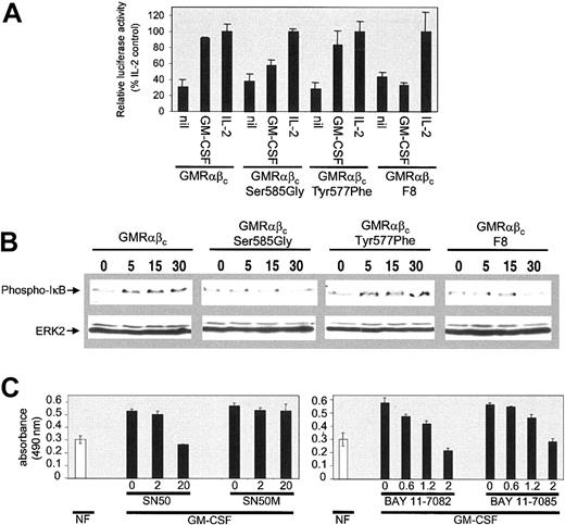 Figure 6. Ser585 of βc is important for NF-κB activation in response to GM-CSF. (A) Cells were electroporated (107 cells/electroporation) with 20 μg Ig-κB-firefly luciferase reporter plasmid (pTK81-IgK) and 1 μg Renilla luciferase control vector (pRL). After 24 hours of culture, the cells were plated in medium containing either no factor (nil), 20 ng/mL GM-CSF, or 20 ng/mL IL-2 for a further 12 hours. Cell extracts were then made and luciferase activity was measured using the dual-luciferase assay system. Triplicate samples ± SD were assayed. To examine the ability of GM-CSF to regulate IκB phosphorylation (B), cells were factor deprived for 18 hours in medium containing 0.5% FCS and then stimulated with 50 ng/mL GM-CSF for 0, 5, 15, and 30 minutes. Following stimulation, cells were lysed and lysates were subjected to SDS-PAGE and immunoblotted sequentially with anti–phospho-IκB (B, top panel) and anti-MAP2 (B, bottom panel) antibodies to demonstrate equal loading. The ability of 2 independent inhibitors of NF-κB to block GM-CSF–mediated survival was also examined (C). CTL-EN cells expressing the wt GM-CSF receptor were washed and plated out at 4 × 105 cells/mL in medium containing either no factor (open bar) or 50 ng/mL GM-CSF (solid bar). The peptide inhibitor of NF-κB translocation, SN50, and a control peptide, SN50M, were used at 0, 2, and 20 μM. The inhibitors of IκB phosphorylation, BAY 11-7082 and BAY 11-7085, were used at 0, 0.6, 1.2, and 2 μM. After 48 hours, cell viability was examined by the MTS reduction assay at 490 nm. Triplicate samples ± SD were plotted.