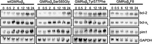 Figure 7. Ser585 of βc is important for the regulation of bcl-2 expression. CTL-EN cells expressing wt or mutant GM-CSF receptors were factor deprived for 18 hours, stimulated with 100 ng/mL GM-CSF for up to 24 hours, and then analyzed for mRNA expression by Northern blot analysis. Total RNA was purified and probed with 32P-labeled cDNA for bcl-2, bcl-xL, pim1, and GAPDH. Results were visualized by exposing the filters to X-ray film and autoradiography.