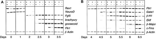 Figure 2. Gene expression analysis of Runx1+/+, Runx1+/– Runx1–/– EBs. Gene expression of Runx1+/+ (++), Runx1+/–, (+–), and Runx1–/– (––) EBs from day 0 to day 3.5 (A) and from day 4 to day 6.5 (B) of differentiation. Day 0 represents undifferentiated ES cells.
