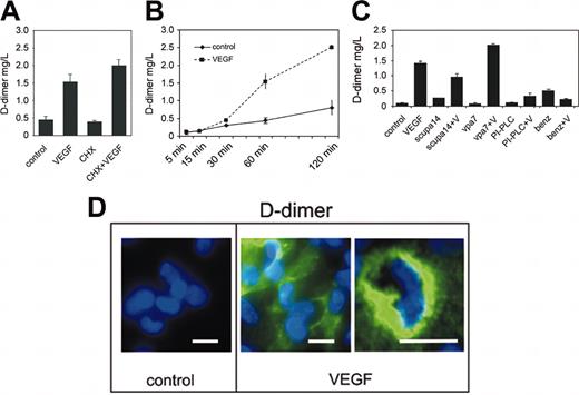 Figure 1. VEGF165 effect on the fibrinolytic potential of endothelial cells is independent of protein synthesis but depends on uPA activity. (A) When cells were seeded on a fibrin gel (0.5%), VEGF165 (50 ng/mL) stimulation of human umbilical vein endothelial cells (HUVECs) for 60 minutes induces an increase in d-dimer concentrations of cell supernatants, measured by a specific ELISA. The VEGF165 effect was not diminished in the presence of cycloheximide (CHX, 10 μM). Single bars represent mean values of 3 independent experiments; error bars represent SDs. (B) The increase in d-dimer concentrations in supernatants of endothelial cells by VEGF165 (50 ng/mL) is time dependent. Already after 30 minutes a statistically significant higher amount of d-dimer was found in supernatants of VEGF165-stimulated compared with unstimulated endothelial cells (0.292 ± 0.01 mg/L and 0.432 ± 0.04 mg/L; control and VEGF; P < .05). (C) The increase in d-dimer concentration by VEGF165 was partially blocked by an antibody, inhibiting urokinase activity (scuPA14), while an antibody, described to inhibit tPA activity (7VPA), could not diminish the d-dimer concentrations. When urokinase receptor was cleaved by PI-PLC (5 U/mL) or urokinase activity was blocked by the urokinase inhibitor benzamidine (benz, 10 μM), the VEGF effect on d-dimer generation was also diminished. (D) Immunocytochemistry of HUVECs seeded on fibrin gel under serum-deprived conditions, exposed for one hour to VEGF (50 ng/mL) or left untreated as control. After cells were fixed in 4% paraformaldehyde, immunostaining was performed with horseradish peroxidase (POX)-conjugated mouse anti-d-dimer monoclonal antibody followed by streptavidin Alexa-Fluor 488. Samples were mounted in Vectashield. Immunofluorescence microscopy was performed with an Olympus AX70 microscope, whereby digital images were recorded using an F-View camera. Scale bar: 10μm.