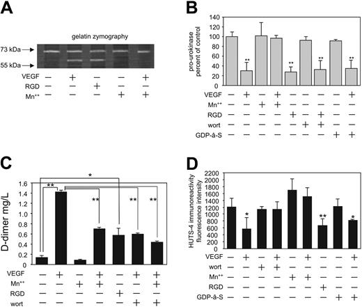Figure 5. Integrins are involved in pro-uPA activation. (A) Gelatin zymography of endothelial cell lysates. The 62-kDa MMP-2 band significantly increases in intensity upon VEGF165 (50 ng/mL) or S-RGD (10 μM) stimulation, while 2 mM manganese (Mn++) blocks the VEGF165 effect. (B) Pro-uPA levels measured by cell ELISA. Mimicking integrin ligand binding by soluble tetrapeptide S-RGD (10 μM) resulted in pro-uPA activation, while 2 mM manganese (Mn++) inhibited the VEGF165-induced decrease of surface pro-uPA. Wortmannin (100 nM) did not affect the S-RGD-induced pro-uPA activation; also GDP-β-S (20 μM) had no effect on VEGF165-induced pro-uPA activation. Mean ± SDs; n = 4; **P < .01. (C) VEGF165-induced increase in fibrinolytic activity was measured by a d-dimer ELISA. The soluble tetrapeptide S-RGD (10 μM) increased the fibrinolytic activity, while manganese (2 mM) or coincubation of manganese and wortmannin (100 nM) inhibited the VEGF165 effect. Mean ± SDs. *P < .05; **P < .005. (D) Fluorometric detection of β1 integrin in “on”-conformation on endothelial cells by an activity-specific anti-β1 integrin antibody (HUTS-4). Significant change in conformation of β1 integrins by VEGF165 (50 ng/mL, 60 minutes) shows PI3-kinase dependency (100 nM wortmannin). In the presence of 2 mM manganese (Mn++) the effect of VEGF165 was blocked. The soluble tetrapeptide S-RGD (10 μM) decreases HUTS-4 immunoreactivity significantly (n = 3). GDP-β-S (20 μM) could not influence VEGF165-induced decrease of HUTS-4 immunoreactivity. For statistical analysis, one-way analysis of variance and Dunnett tests as posttests were used; significance was assigned to P values less than .05 (*P < .05, **P < .01). Mean ± SDs; n = 7.