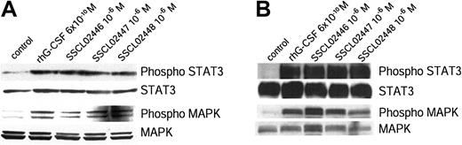 Figure 2. Tyrosine phosphorylation of STAT3 and MAPK in BAF/GCSFR cells and human neutrophils. (A) BAF/GCSFR cells were treated for 15 minutes at 37°C with the small compounds (10–6 M) or rhG-CSF (6 × 10–10 M). Cell lysates were separated by SDS-PAGE and examined with antibodies against STAT3, phospho-STAT3, MAPK, or phospho-MAPK. (B) Phosphorylation of STAT3 and MAPK in human neutrophils. Purified human neutrophils were incubated for 20 minutes at 37°C with small compounds (10–6 M) or rhG-CSF (6 × 10–10 M). Proteins were immunoprecipitated from the cell lysates with an antibody against STAT3. The immunoprecipitated proteins were separated by SDS-PAGE and detected with an antibody against phospho-STAT3. Expression of STAT3 was detected with an antibody specific to this protein. Cell lysates were separated on SDS-PAGE and the gels stained with antibodies to phospho-MAPK and MAPK. Results are representative of 3 separate experiments.