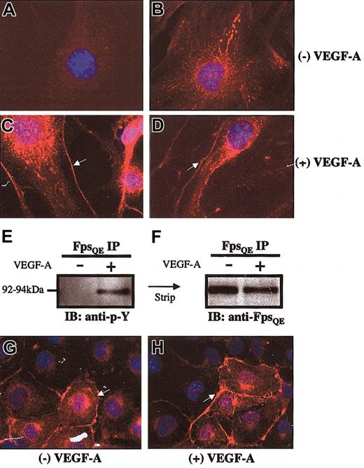 Figure 1. Endogenous cellular Fps protein is responsive to VEGF-A–induced signaling. (A-D) Indirect immunofluorescence analysis of eEND.2 endothelial cell lines. Original magnification × 1000. (A) Control eEND.2 cells were incubated with pre-immune serum, whereas cells in panels B-D were incubated with the FpsQE antibody. (B) Unstimulated eEND2 cells show Fps protein localized to vesicular and cytoskeletal compartments of the cytoplasm. (C-D) VEGF-A–stimulated eEND.2 cells showed increased plasma membrane localization of endogenous Fps protein. (E) Antiphosphotyrosine immunoblot (IB) of FpsQE immunoprecipitates (IPs) performed on eEND.2 whole cell lysates show increased Fps tyrosine phosphorylation on VEGF-A stimulation (+ lane in E). Immunoblots were striped and reprobed to demonstrate the presence of Fps protein in stimulated and unstimulated Fps IPs (F). (G) Unstimulated c166 cells demonstrated increased membrane localization of the MFps protein. (H) VEGF-A stimulation of c166 cells does not lead to further relocalization of MFps protein to the plasma membrane. Original magnification × 630 (G-H).