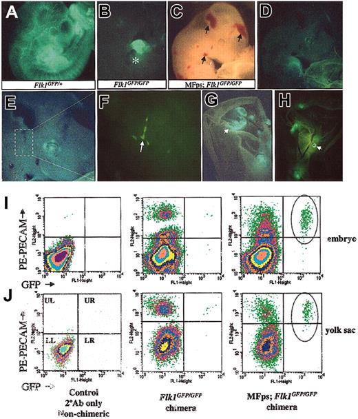 Figure 4. Chimera and flow cytometry analysis of MFps-expressing Flk1GFP/GFP ES cell–derived embryos confirmed the endothelial rescue potential of the MFps protein. (A) E10.5 Flk1GFP/+ chimera showing strong ES cell contribution to the vascular endothelial lineage as judged by EGFP expression analysis by direct fluorescence microscopy. (B) E11.5 Flk1GFP/GFP null chimera demonstrates a lack of contribution of Flk1 null ES cells to vascular lineage; however, this chimera shows strong contribution of Flk1 null cells to the heart as observed by the high levels of EGFP expression (asterisk in B). (C-H) E11.5 MFps-expressing Flk1GFP/GFP chimeras show signs of vascular hemorrhage in head and neck (arrows in C) and hemangioma formation in the yolk sac (arrowheads in G-H). (F) Higher-power magnification of head region in panel E, showing EGFP-positive vascular-like channel formation. (I-J) Flow cytometry analysis of single-cell suspensions obtained from the embryo (I) and yolk sac (J) of control non-PECAM–stained embryos (left panels), PECAM-labeled Flk1GFP/GFP chimeras (middle panels), and MFps-expressing Flk1GFP/GFP chimeras (right panels). Substantial numbers of EGFP/PECAM double-positive endothelial cells were detected in the MFps-expressing Flk1GFP/GFP-derived chimeric embryo and yolk sacs (circles in upper right quadrant of right panels) but not in the Flk1GFP/GFP-derived populations (middle panels). Original magnification × 12 (A, C, G, H); × 20 (B, D); × 40 (E); and × 200 (F).