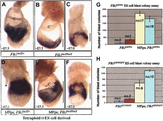 Figure 5. Tetraploid ↔ ES cell–derived embryos and hemangioblast colony analysis of Flk1 heterozygous, Flk1 null, and MFps-expressing Flk1 null ES cells. (A-F) X-gal analysis of tetraploid ↔ ES cell–derived embryos. E7.0 to E7.5 embryos derived totally from Flk1lacZ/+ ES cells (A), Flk1lacZ/lacZ ES cells (B-C), MFps-expressing Flk1lacZ/+ ES cells (D), or MFps-expressing;Flk1lacZ/lacZ ES cells (E-F). Flk1lacZ/lacZ hemangioblast progenitors showed limited migratory potential (B-C). In contrast, MFps-expressing Flk1lacZ/lacZ-derived hemangioblast progenitors showed enhanced migratory activity (E-F). MFps-expressing Flk1lacZ/+ cells demonstrated the largest increases in X-gal–stained hemangioblast progenitors (D). Hemangioblast colony formation analysis was conducted on Flk1GFP/+ and MFps-expressing Flk1GFP/+ ES cell–derived embryoid bodies (G), as well as Flk1GFP/GFP and MFps-expressing Flk1GFP/GFP ES cell–derived embryoid bodies (H). C-chorion membrane, lines in panels B, C, E, and F represent extent of X-gal staining progenitor cell migration. The numbers in panels G and H represent the ES clone number used in the analysis. Original magnification × 20 (A-F).