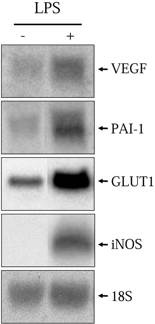 Figure 1. LPS increases hypoxic gene expression. Quiescent NR8383 cells were maintained under control conditions or in the presence of LPS (1 μg/mL) for 6 hours. Total RNA was extracted from cells and resolved on formaldehyde/agarose gels. Northern blot was performed using a specific radiolabeled cDNA probe for VEGF, PAI-1, GLUT1, and iNOS. An 18S rRNA probe was used as a control for gel loading.