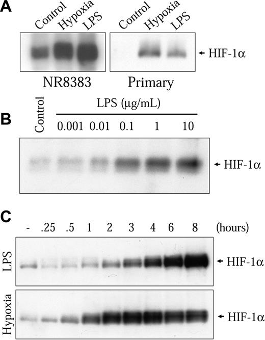 Figure 2. LPS increases HIF-1α protein expression. (A) Primary mouse bone marrow-derived macrophages or NR8383 cells were rendered quiescent by FBS deprivation for 16 hours. Cells were then maintained either under control conditions (20.8% oxygen) or under hypoxic conditions (1% oxygen) or in the presence of LPS (1 μg/mL) for 6 hours. (B) Quiescent NR8383 cells were maintained under control conditions or in the presence of different concentrations of LPS for 6 hours. (C) Quiescent NR8383 cells were maintained under control conditions, in the presence of LPS (1 μg/mL) or under hypoxic conditions for different periods of time of up to 8 hours. Total cell extracts (25 μg) were resolved by sodium dodecyl sulfate-polyacrylamide gel electrophoresis (SDS-PAGE; 8% gel) and immunoblotted using an anti-HIF-1α antiserum or an antiphospho-p44/p42 MAPK monoclonal antibody.