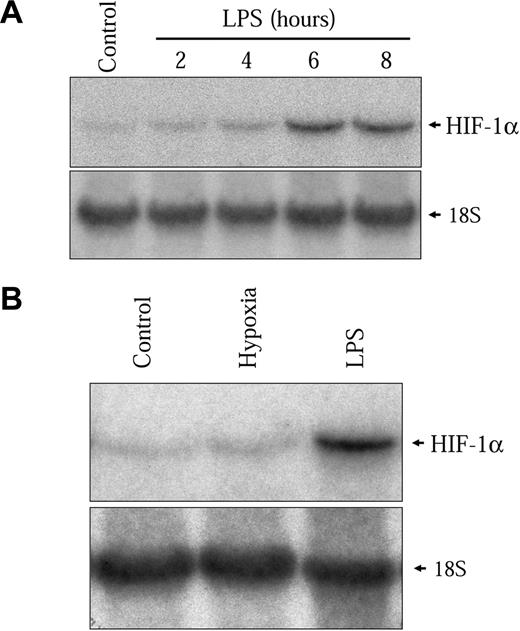 Figure 3. LPS increases HIF-1α mRNA expression. (A) Quiescent NR8383 cells were maintained under control conditions or in the presence of LPS (1 μg/mL) for different periods of time of up to 8 hours. (B) Quiescent NR8383 cells were maintained either under control conditions, or under hypoxic conditions, or in the presence of LPS (1 μg/mL) for 6 hours. Total RNA was extracted from cells and resolved on formaldehyde/agarose gels. Northern blot was performed using a specific radiolabeled HIF-1α probe. An 18S rRNA probe was used as a control for gel loading.