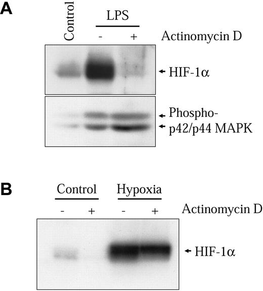 Figure 4. Transcriptional activity is essential for HIF-1α induction by LPS. NR8383 cells were pretreated or not for 15 minutes with actinomycin D (100 ng/mL) and maintained under control conditions, in the presence of 1 μg/mL LPS (A) or under hypoxic conditions (B) for 6 hours. Total cell extracts (25 μg) were resolved by SDS-PAGE (8% gel) and immunoblotted using an anti-HIF-1α antiserum or an antiphospho-p44/p42 MAPK monoclonal antibody.
