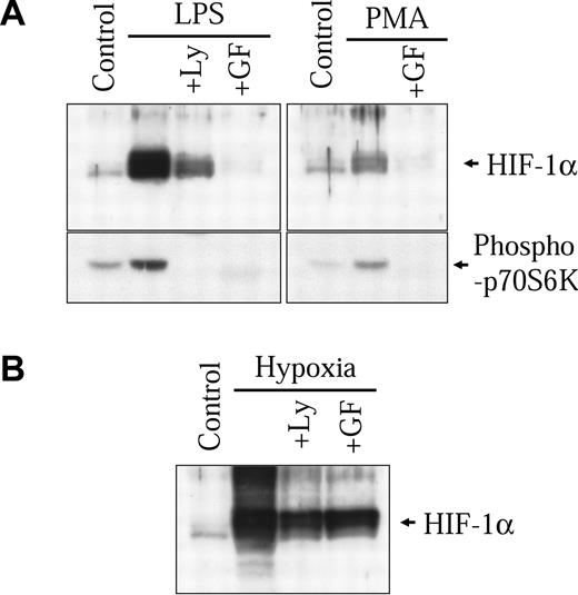 Figure 5. Implication of the PKC and PI3K pathways in HIF-1α induction by LPS. NR8383 cells were pretreated or not for 15 minutes with Ly29004 (20 μM) or GF109203X (10 μM) and maintained under control conditions in the presence of 1 μg/mL LPS (A), 100 nM PMA (A), or under hypoxic conditions (B) for 6 hours. Total cell extracts (25 μg) were resolved by SDS-PAGE (8% gel) and immunoblotted using an anti-HIF-1α antiserum or an antiphospho-p70S6 kinase polyclonal antibody.