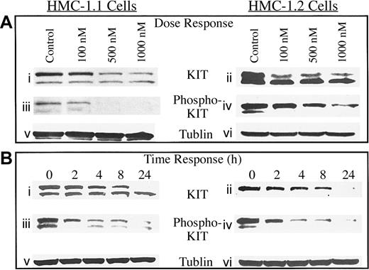 Figure 1. Dose and time response of KIT and phosphorylated KIT protein to 17-AAG in HMC-1.1 and HMC-1.2 cells. (A) Mast cells were incubated with increasing concentrations of 17-AAG for 8 hours, and levels of KIT protein (i-ii), phosphorylated KIT protein (iii-iv), and tubulin (v-vi) were measured as described in “Patients, materials, and methods.” (B) Mast cells were incubated for increasing time intervals with 1 μM 17-AAG and levels of KIT protein (i-ii), phosphorylated KIT protein (iii-iv), and tubulin (v-vi) were measured as described in “Patients, materials, and methods.” Tubulin protein was measured to confirm that equal amounts of total protein were added in each lane.