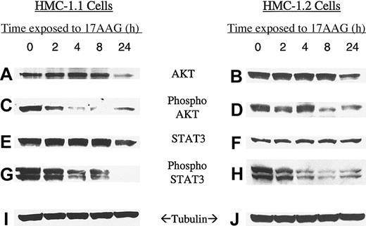Figure 2. Time response of KIT substrate molecules AKT and STAT3 to 17-AAG in HMC-1.1 and HMC-1.2 cells. Mast cells were incubated for increasing time intervals with 1 μM 17-AAG and levels of AKT (A,B), phosphorylated AKT (C,D), STAT3 (E,F), phospho-STAT3 (G,H), and tubulin (I,J) were measured as described in “Patients, materials, and methods.” Tubulin protein was measured to confirm that equal amounts of protein were added to each lane.