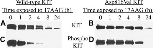Figure 7. Wild-type and codon 816 mutated KIT protein are degraded and inactivated in transiently transfected Cos-7 cells. Cos-7 cells were transiently transfected with vectors coding for either wild-type or Asp816Val mutated KIT protein and then exposed to 1 μM 17-AAG for increasing lengths of time. Levels of KIT protein (A-B) and phosphorylated KIT protein (C-D) were measured as described in “Patients, materials, and methods.”