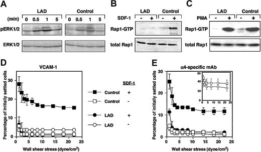 Figure 2. GPCR-mediated Rap1 activation and chemokine stimulation of VLA-4 avidity at prolonged contact are defective in LAD EBV cells. (A) A time course of SDF-1 stimulation (100 nM) of ERK1/2 phosphorylation in control or LAD EBV cells. Immunoblotting with anti-phosphospecific ERK1/2 (top row) and anti-ERK (bottom row) is depicted. SDF-1-induced ERK activation was blocked by pertussis toxin pretreatment of stimulated EBV cells (not shown). (B) Impaired SDF-1-induced Rap1 activation in LAD EBV cells. SDF-1-induced (100 nM, 30 seconds) stimulation of Rap1 activation in control and LAD cells. At this time point, maximal Rap1 activation was achieved in control cells. No Rap1 activation was observed in LAD cells at any SDF-1 dose between 0.5 to 5 minutes. (C) Similar PMA-induced Rap1 activation in control and LAD cells. Control and LAD cells were untreated (-) or treated (+) with 100 ng/mL PMA for 5 minutes, when maximal Rap1 activation was observed in both cell types. Rap1-GTP was detected with pull-down assays using GST-RalGDS-RBD (B-C, top panels). Total Rap1 is also shown (B-C, bottom panels). (D-E) Defective stimulation of VLA-4 avidity by surface-bound SDF-1 in LAD cells. Resistance to detachment by incremented shear forces by control or LAD cells settled for one minute at stasis on VCAM-1 (panel D, coated at 2 μg/mL) or on the α4-specific mAb HP1/2 (panel E, coated at 0.02 μg/mL), each coimmobilized with either inactivated SDF-1 (-) or intact SDF-1 (+), at 2 μg/mL. (E, inset) Shear resistance of control and LAD cells settled for 1 minute at stasis on high-density HP1/2 (coated at 0.2 μg/mL). Results are mean ± range of determinations in 2 fields and experiments are each representative of 3.