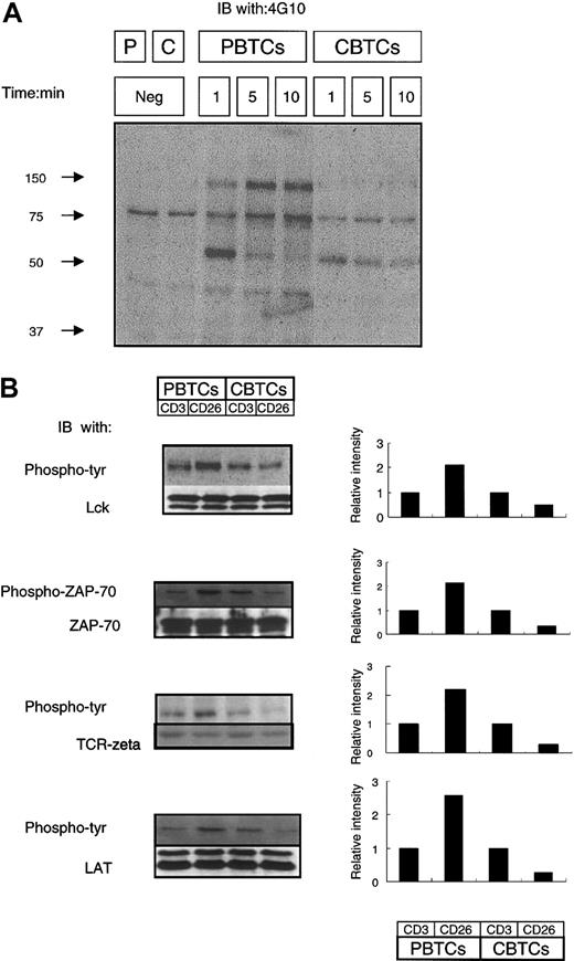 Figure 4. Attenuation of TCR/CD3 signal transduction following CD26 stimulation in CBTCs. (A) CD26-activated protein tyrosine phosphorylation. PBTCs and CBTCs (5 × 106) were incubated in media alone or stimulated with CD26 cross-linking (1F7; 10 μg/mL) for the indicated time periods at 37°C. Equal amounts of total protein loaded from samples were analyzed by immunoblotting with antiphosphotyrosine Ab (4G10). Molecular weight markers are indicated. Results are representative of 10 different donors. (B) Reduced phosphorylation of Lck, ZAP-70, and LAT stimulated with anti-CD26 compared with anti-CD3. PBTCs and CBTCs (5 × 106) were stimulated with anti-CD3 (OKT-3; 10 μg/mL) or anti-CD26 (1F7; 10 μg/mL) for 2 minutes at 37°C. Equal amounts of total protein loaded from samples were analyzed by immunoblotting with antiphosphotyrosine (4G10) or anti-phosphor-Y319 ZAP-70. The blots were stripped and reprobed for Lck, ZAP-70, and LAT. Differences in the intensity of the phosphorylation proteins were assessed using densitometric scanning and expressed graphically. These data are representative of 10 different donors.