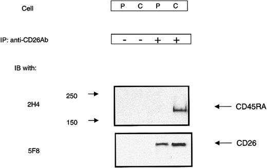 Figure 7. Association between CD26 and CD45RA in CBTCs. PBTCs (P) and CBTCs (C) were incubated with anti-CD26 mAb (1F7) and then cross-linked with secondary antibodies followed by cross-linking with the cleavable cross-linker DTSSP. CD26 and its cross-linked complex were immunoprecipitated as described in “Materials and methods.” Immunoprecipitated materials were analyzed by SDS-PAGE under reducing conditions and then immunoblotted with anti-CD26 and anti-CD45RA mAb.